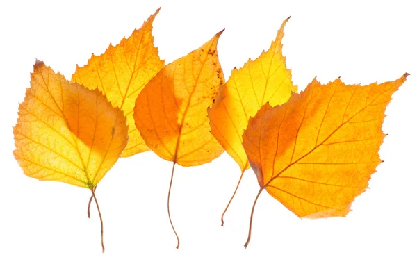 Feuilles de bouleau jaune isolées — Photo