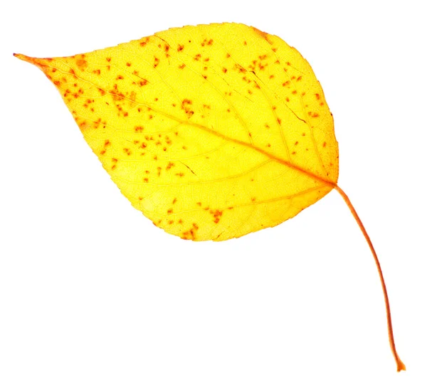 Yellow poplar leaf isolated — Stock Photo, Image