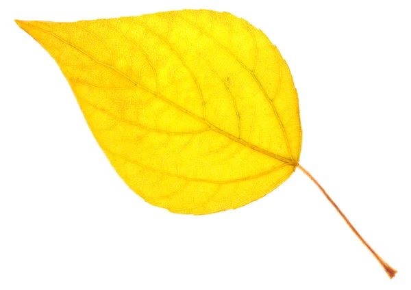 Hoja de álamo amarillo aislada — Foto de Stock