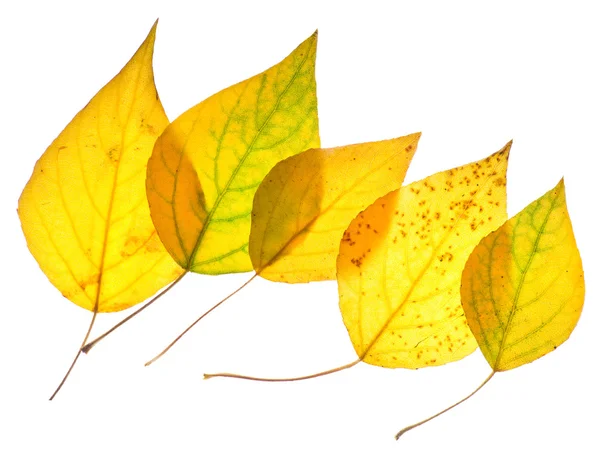 Yellow poplar leaves isolated — Stock Photo, Image