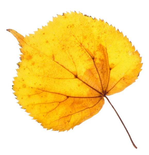 Folha amarela de tília isolada — Fotografia de Stock