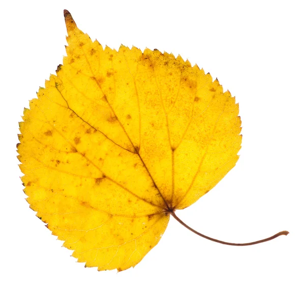 Izole linden sarı yaprak — Stok fotoğraf