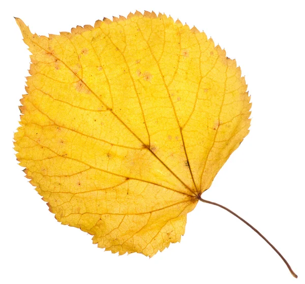 Foglia di tiglio giallo isolato — Foto Stock