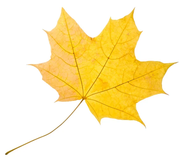 Javorový žlutý list, samostatný — Stock fotografie