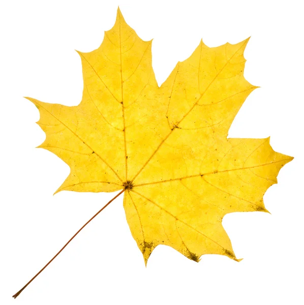 Javorový žlutý list, samostatný — Stock fotografie