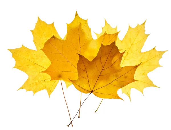 Maple yellow leaves isolated — Stock Photo, Image