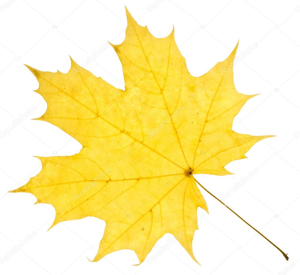 Maple yellow leaf isolated