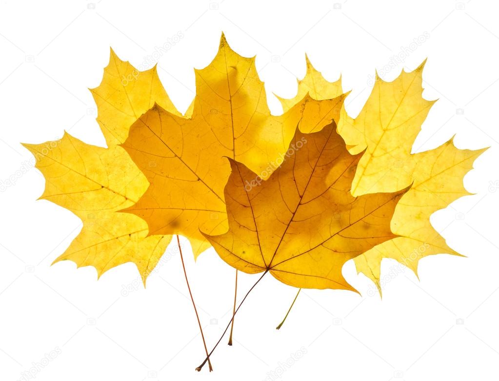 Maple yellow leaves isolated