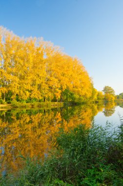 nehir kıyısında sarı orman