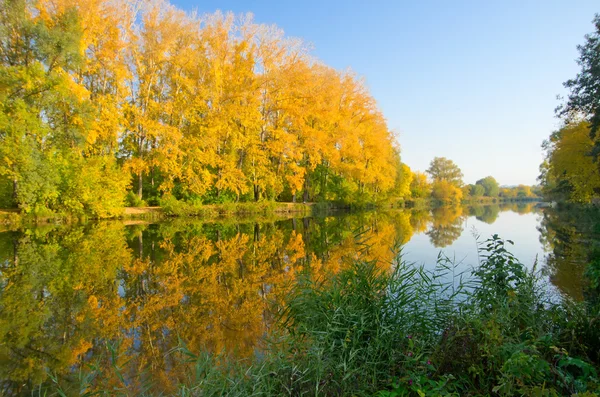 Gul skog vid floden kust — Stockfoto