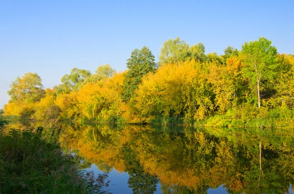 Żółty lasu na wybrzeżu rzeki — Zdjęcie stockowe