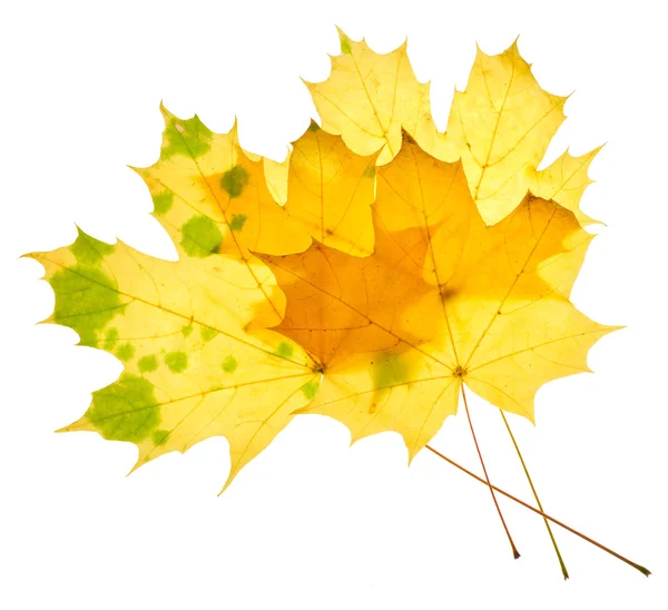 Yellow maple leaves isolated — Stock Photo, Image