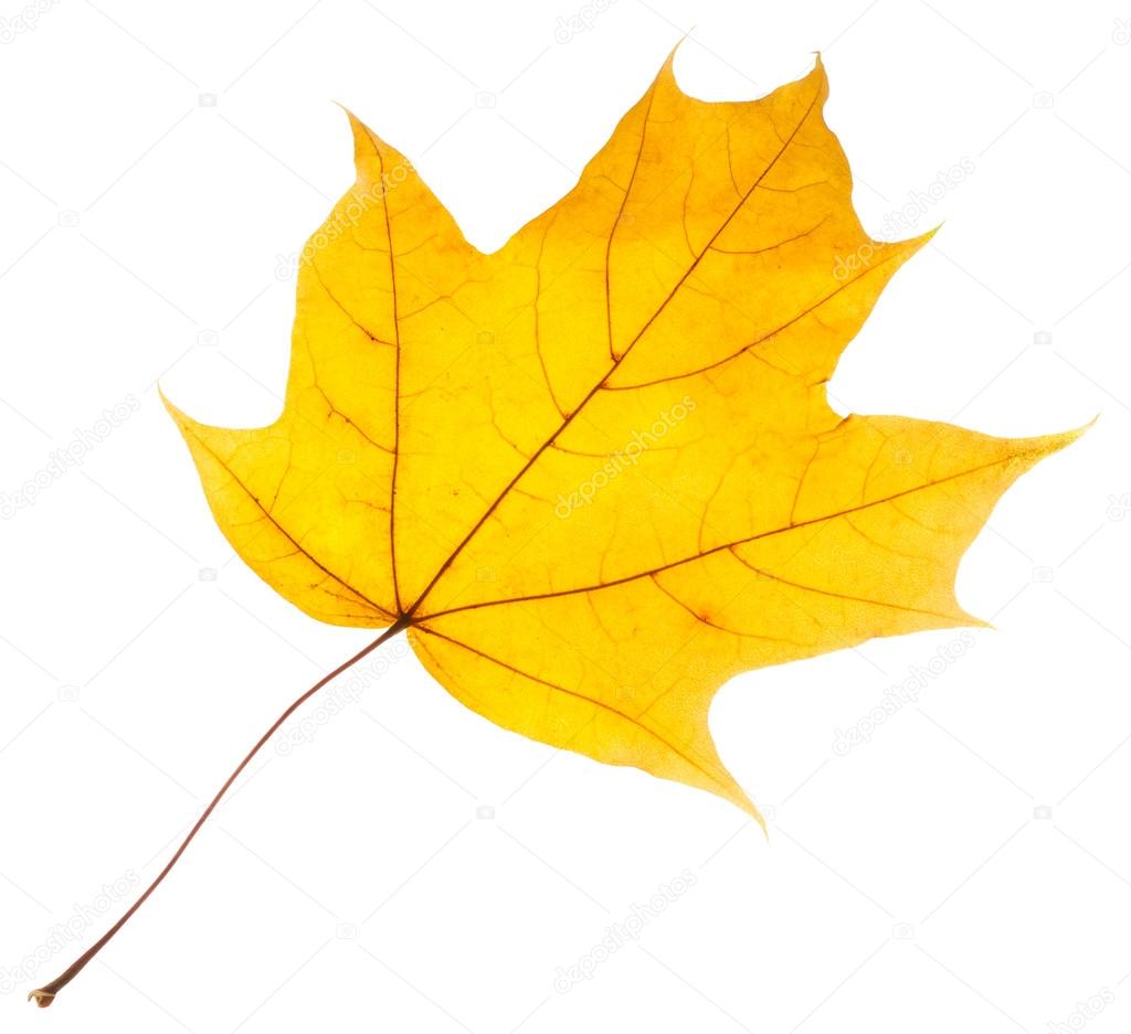 Yellow maple leaf isolated