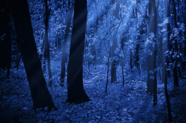 Floresta na noite de luar — Fotografia de Stock