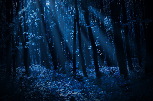 Forest on a moonlit night