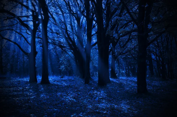 Bosque nocturno — Foto de Stock