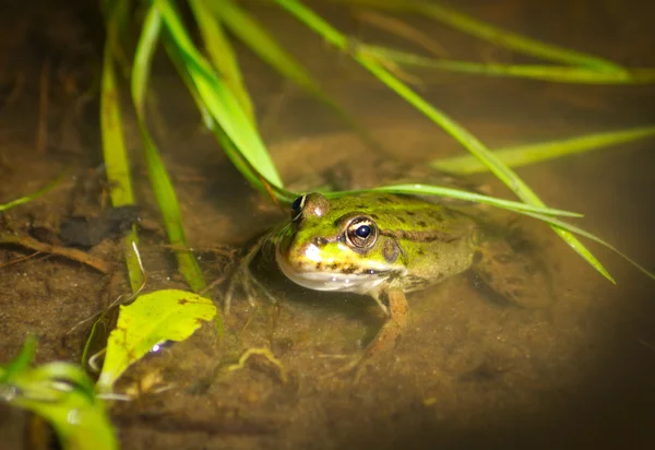 Frog in the water — Stock Photo, Image