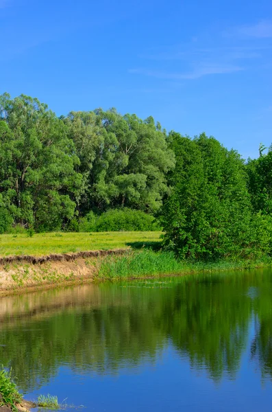 Costa de rio de floresta — Fotografia de Stock