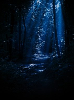 Gece Ormanı