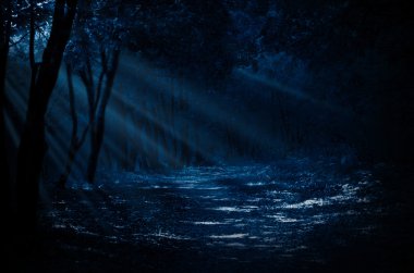 Gece Ormanı