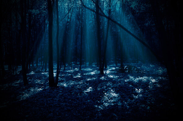 Night forest with moonlight rays