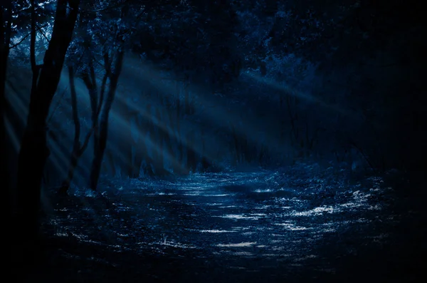 夜の森 — ストック写真