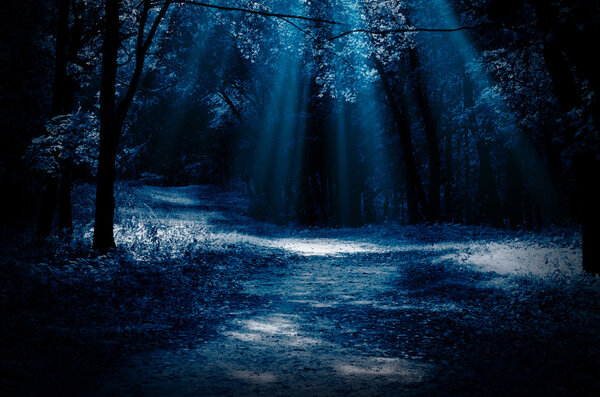 Night forest with moonlight beams