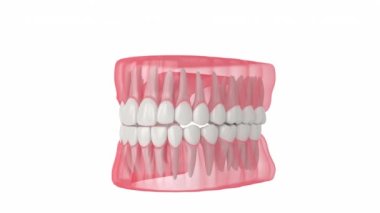 Beyaz arka planda kırık ve ağrıyan dişlere sahip insan çenesi