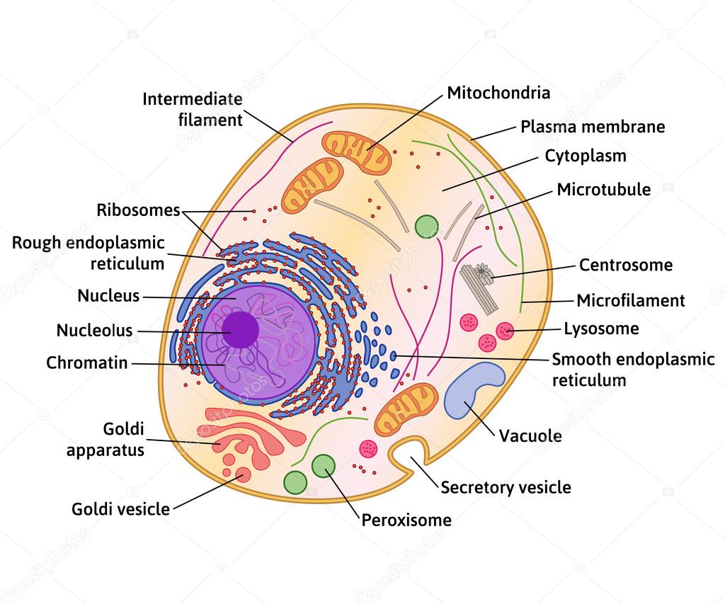 heart cell diagram