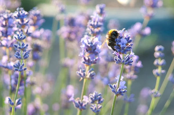 Lavanda —  Fotos de Stock