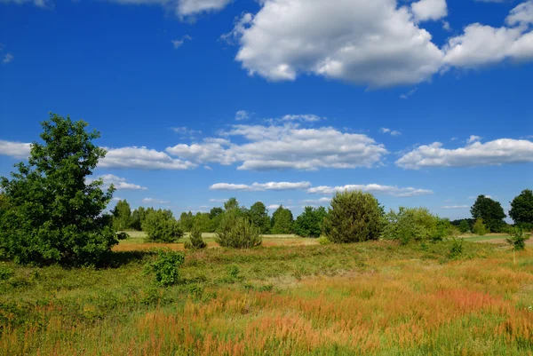 Zomer landelijk landschap — Stockfoto