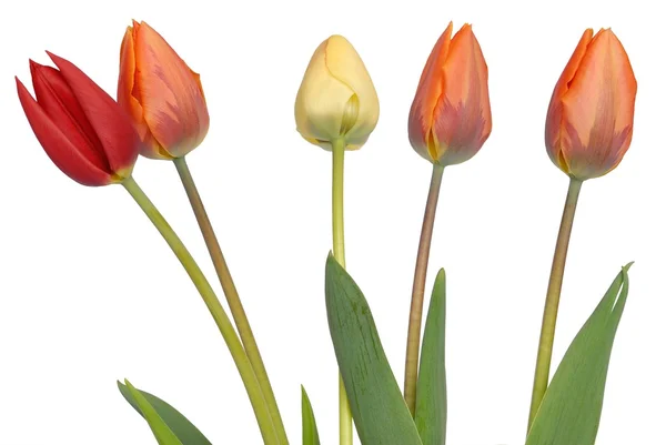 Tulips on white — Stock Photo, Image