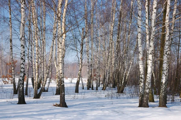 Paesaggio invernale con alberi — Foto Stock