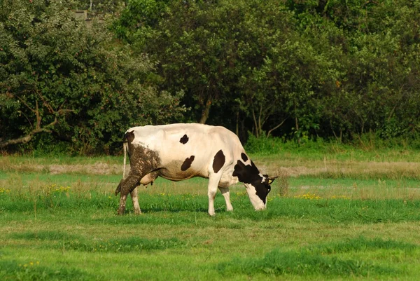 Otlaktaki inek — Stok fotoğraf