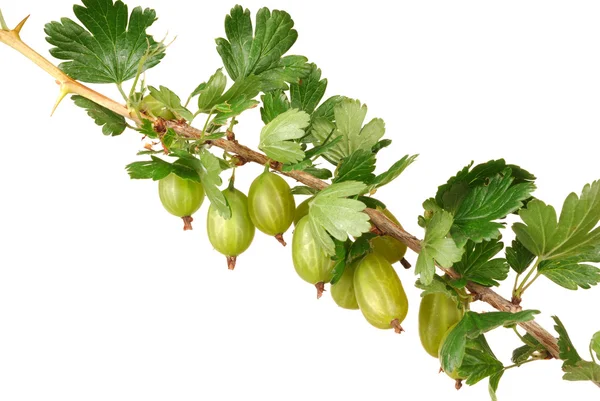 Gooseberry branch on white — Stock Photo, Image