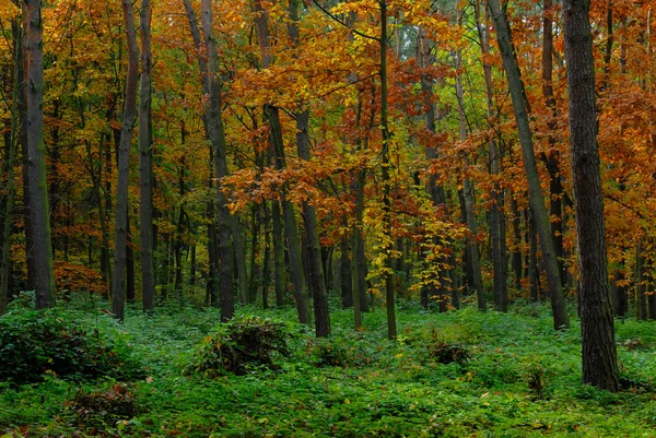 Herfst in het bos — Stockfoto