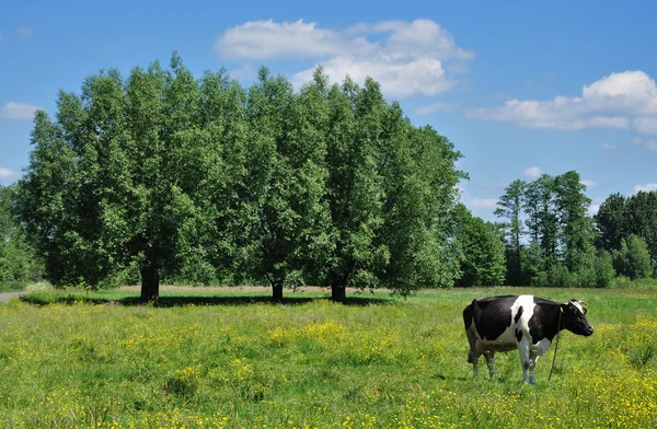 Landelijk landschap — Stockfoto