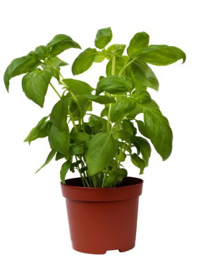 fesleğen bitki üzerinde beyaz