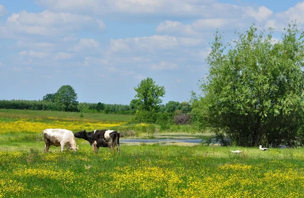 Paisagem de primavera com vacas — Fotografia de Stock