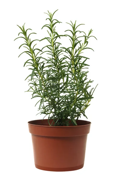 Rosemary — Stock Photo, Image