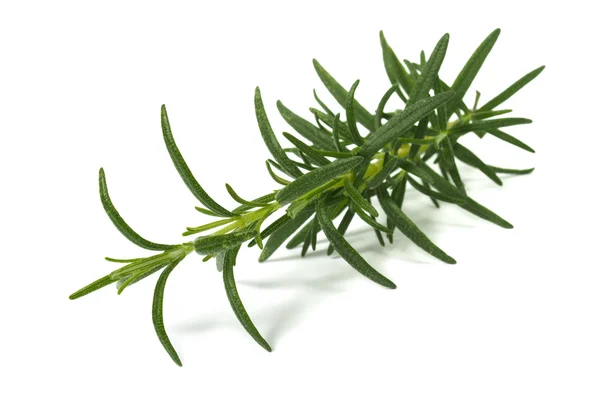 Rosemary — Stock Photo, Image