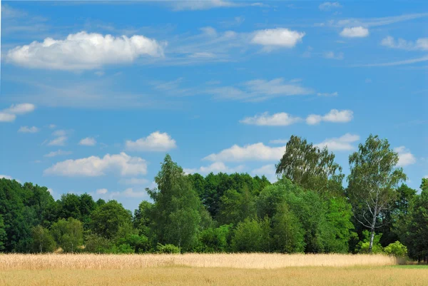 Paisagem verão — Fotografia de Stock