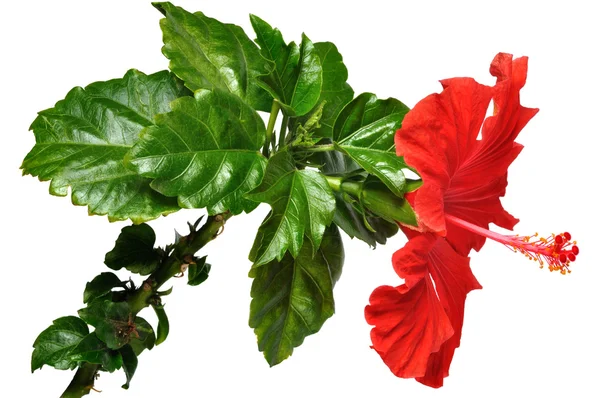 Hibiscus Flower — Stock Photo, Image