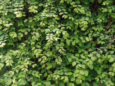 Background made form green leaves