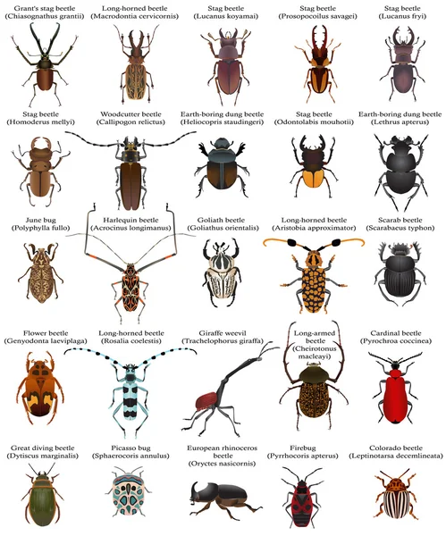 Коллекция различных видов жуков и жуков — стоковый вектор