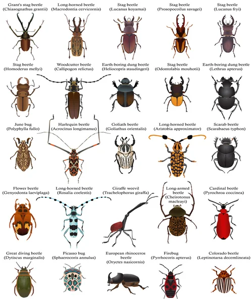 다른 종의 딱정벌레와 버그의 컬렉션 — 스톡 벡터