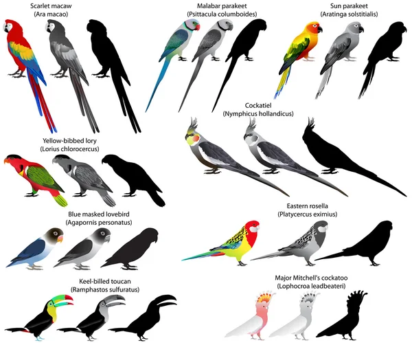 Zbiór różnych gatunków papug. Kolorowe i czarno-białe wektor. — Wektor stockowy