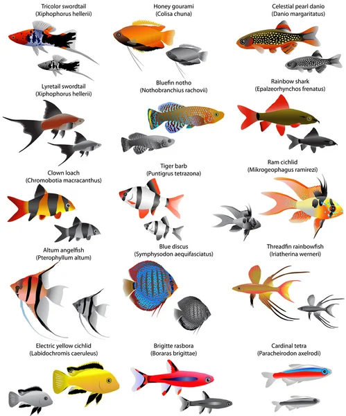 Collectie van verschillende soorten zoetwatervissen — Stockvector