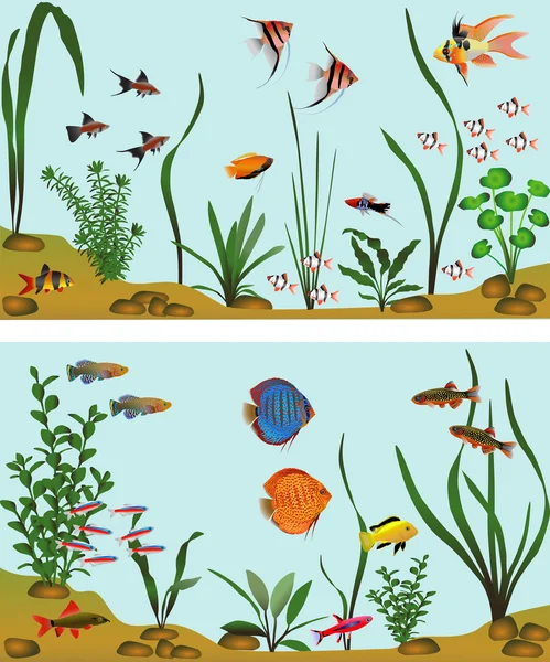 Verschillende soorten zoetwatervissen in aquarium. Kleur vectorillustratie. — Stockvector