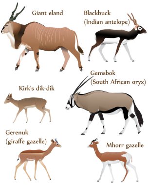 Farklı renkte antilop türlerinin koleksiyonu: dev antilop, siyah geyik (Hint antilobu), gemsbok (Güney Afrika antilobu), kirk dik-dik, gerenuk (zürafa ceylanı), mhorr ceylanı